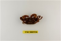 藏品(雙齒近相手蟹)的圖片